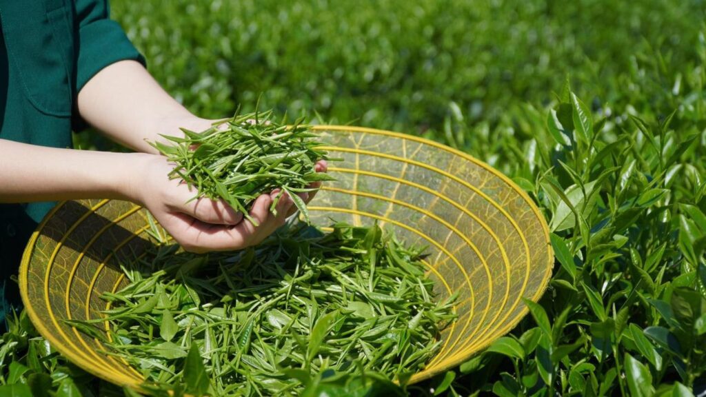 Đệ Nhất Hương Trà